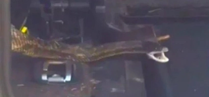 A mothers quick reactions might have saved her child from a snake!