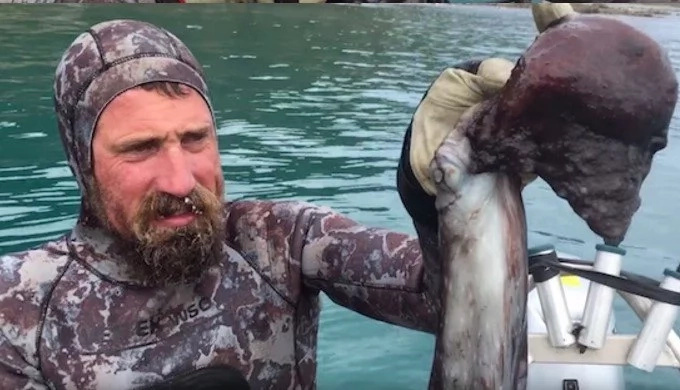 Сrazy New Zealander kills octopuses by biting them between the eyes