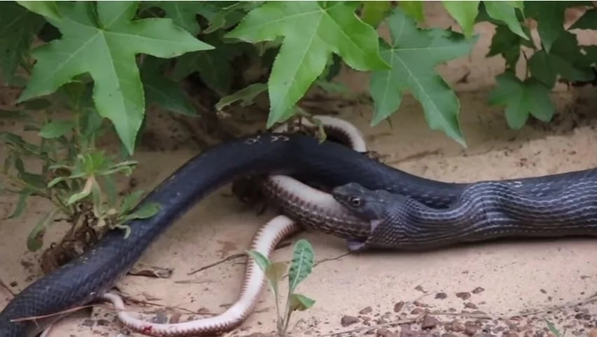snake snake