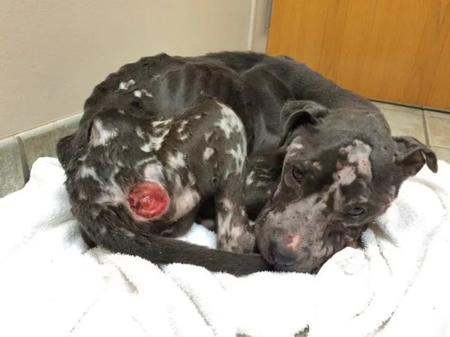 The way this dog was treated will bring tears to your eyes! The way this dog was treated will bring tears to your eyes!