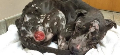 The condition they found this dog in will make you cry!