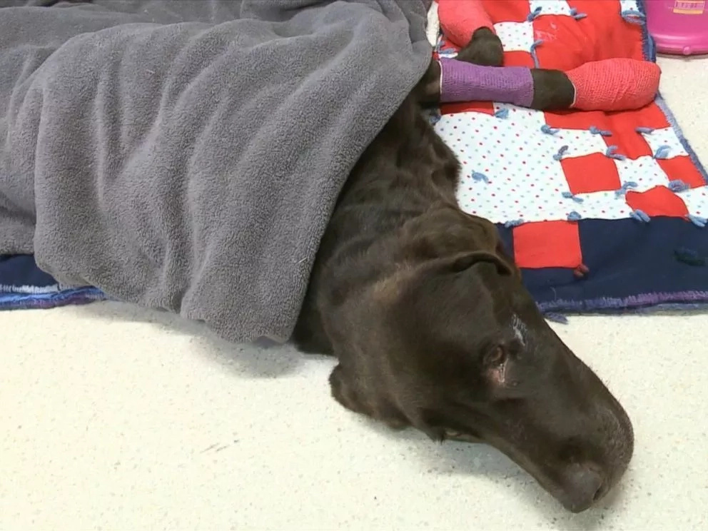 Dog Falls In A Well And Is Trapped There For An Entire Month. Finally, Rescuers Find Him Alive Dog Falls In A Well And Is Trapped There For An Entire Month. Finally, Rescuers Find Him Alive