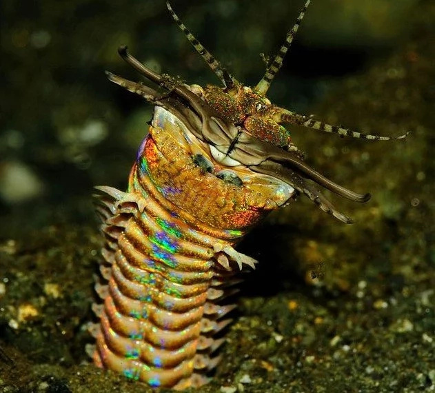 Fearsome! Scientists discover 2-meter long carnivorous WORM with snapping jaws Fearsome! Scientists discover 2-meter long carnivorous WORM with snapping jaws
