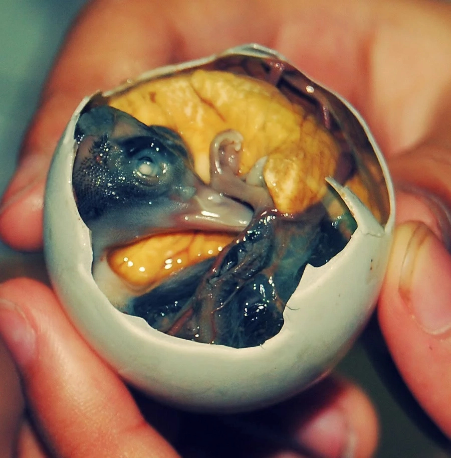 6 Pinoy food that are also aphrodisiac 6 Pinoy food that are also aphrodisiac