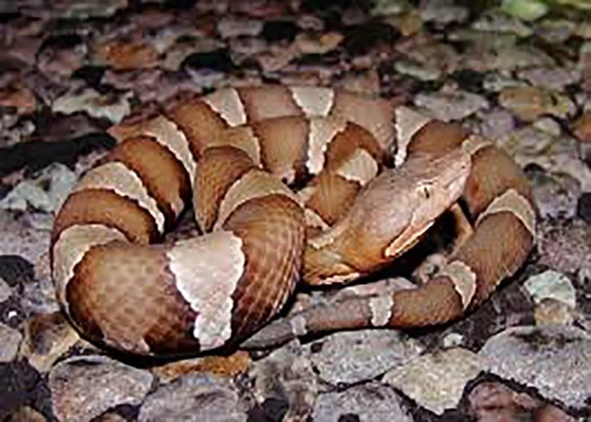 TRENDING: Spotting Time! Can you spot the snake in this photo? TRENDING: Spotting Time! Can you spot the snake in this photo?