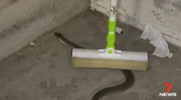 Extremely Dangerous Tiger Snake Almost Kills Man Taking Out Trash Extremely Dangerous Tiger Snake Almost Kills Man Taking Out Trash