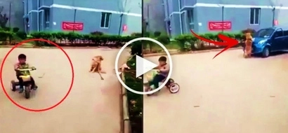 This brave dog saw a car moving towards the direction of a child riding a bike. You won't believe what the animal does next!