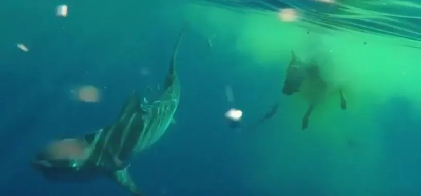 A Poor Cow Fell Into The Sea And Straight Into The Jaws Of A Monster Shark A Poor Cow Fell Into The Sea And Straight Into The Jaws Of A Monster Shark