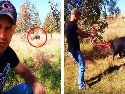 This curious guy confronted a wild boar. The animal displayed strange behavior during their intense encounter!