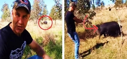This curious guy confronted a wild boar. The animal displayed strange behavior during their intense encounter!