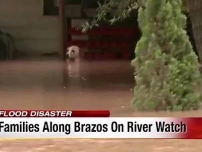Watch how this poor dog was rescued from a drowning death