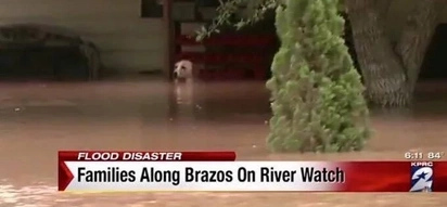 Watch how this poor dog was rescued from a drowning death