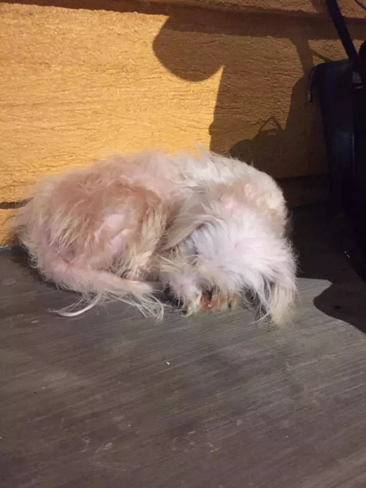 dog-cafe dog-cafe
