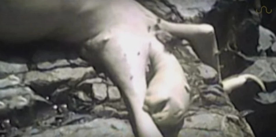 Not Knowing What It Was, Panama Children Found THIS Creature In A Cave Not Knowing What It Was, Panama Children Found THIS Creature In A Cave