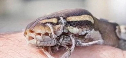 In what could be a bizarre voodoo ritual, a snake is found with its mouth sewn shut