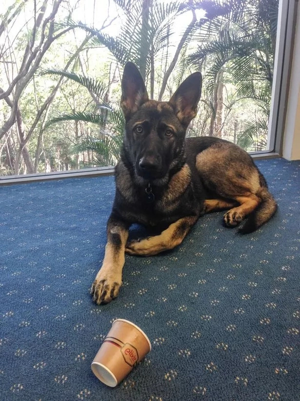 One-year old German Shepherd sacked from his job. Months later, he not only got a new job but became a social media star too! One-year old German Shepherd sacked from his job. Months later, he not only got a new job but became a social media star too!