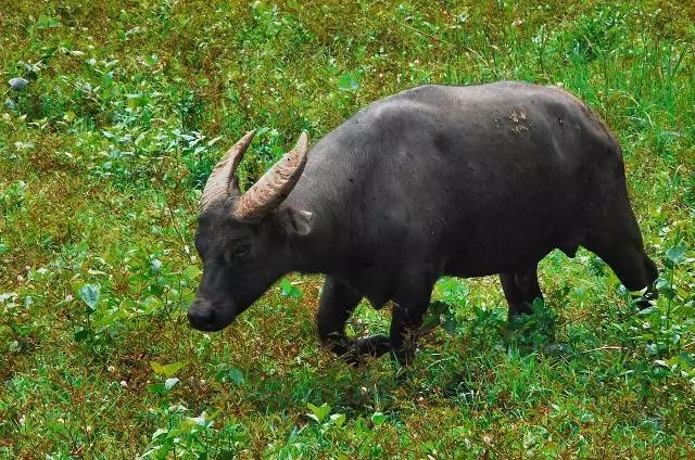 Thousands of carabaos like this feed their masters in the Philippines and around the world Thousands of carabaos like this feed their masters in the Philippines and around the world