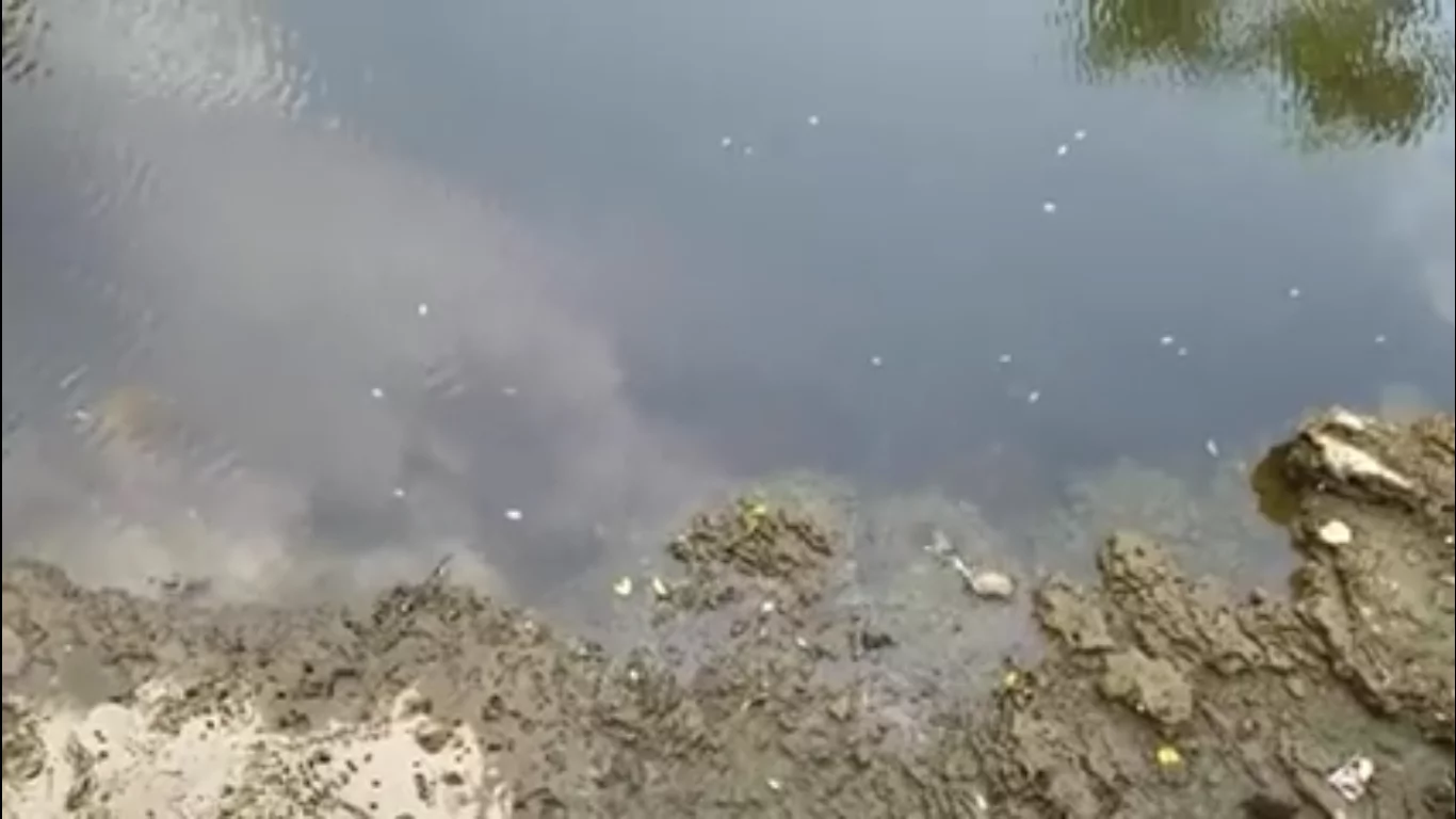 They've found these two creatures chained up all together! They made a heroic act to free them from the chain and prevent them from drowning! They've found these two creatures chained up all together! They made a heroic act to free them from the chain and prevent them from drowning!