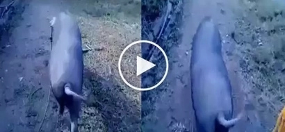 Nakakatuwa naman! This pig has the most graceful walk I've ever seen