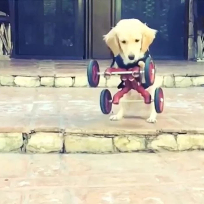 Dog born without hind legs can finally walk on her own Dog born without hind legs can finally walk on her own