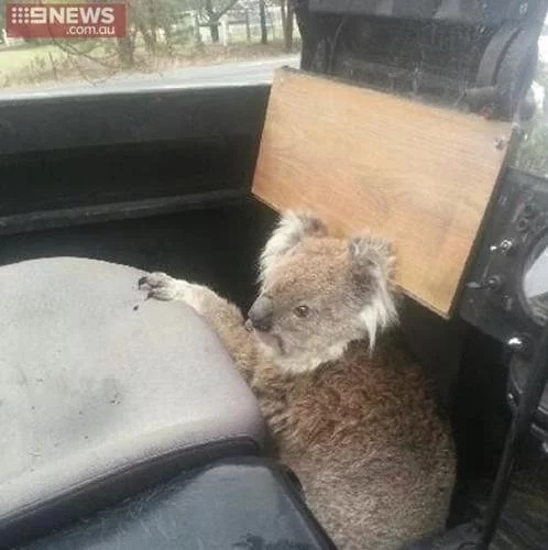 #KoalaTheftAuto. This amusing animal really steals the car for hilarious reasons #KoalaTheftAuto. This amusing animal really steals the car for hilarious reasons