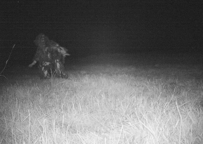 Police camera finds a host of strange creatures at national park Police camera finds a host of strange creatures at national park