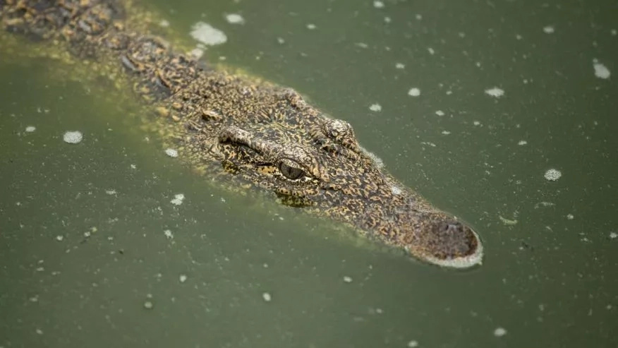 Locals "milk" 20 crocodiles to death for their blood, believed to cure HIV and diabetes Locals "milk" 20 crocodiles to death for their blood, believed to cure HIV and diabetes