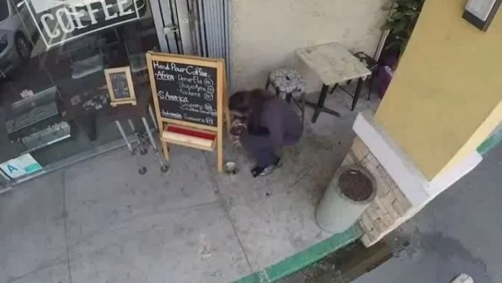 Credit: YouTube/Holly. Pets Feed Credit: YouTube/Holly. Pets Feed