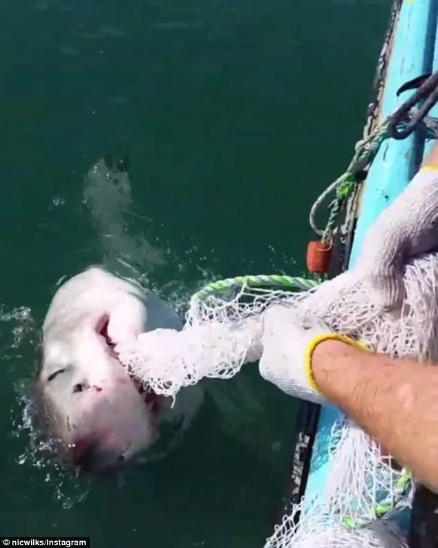 great-white-shark-attacks-fisherman great-white-shark-attacks-fisherman