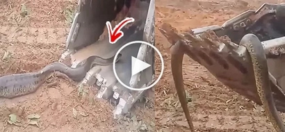 INTERESTING! Anaconda vs. Tractor Excavator Video Sparks Reactions From Netizens