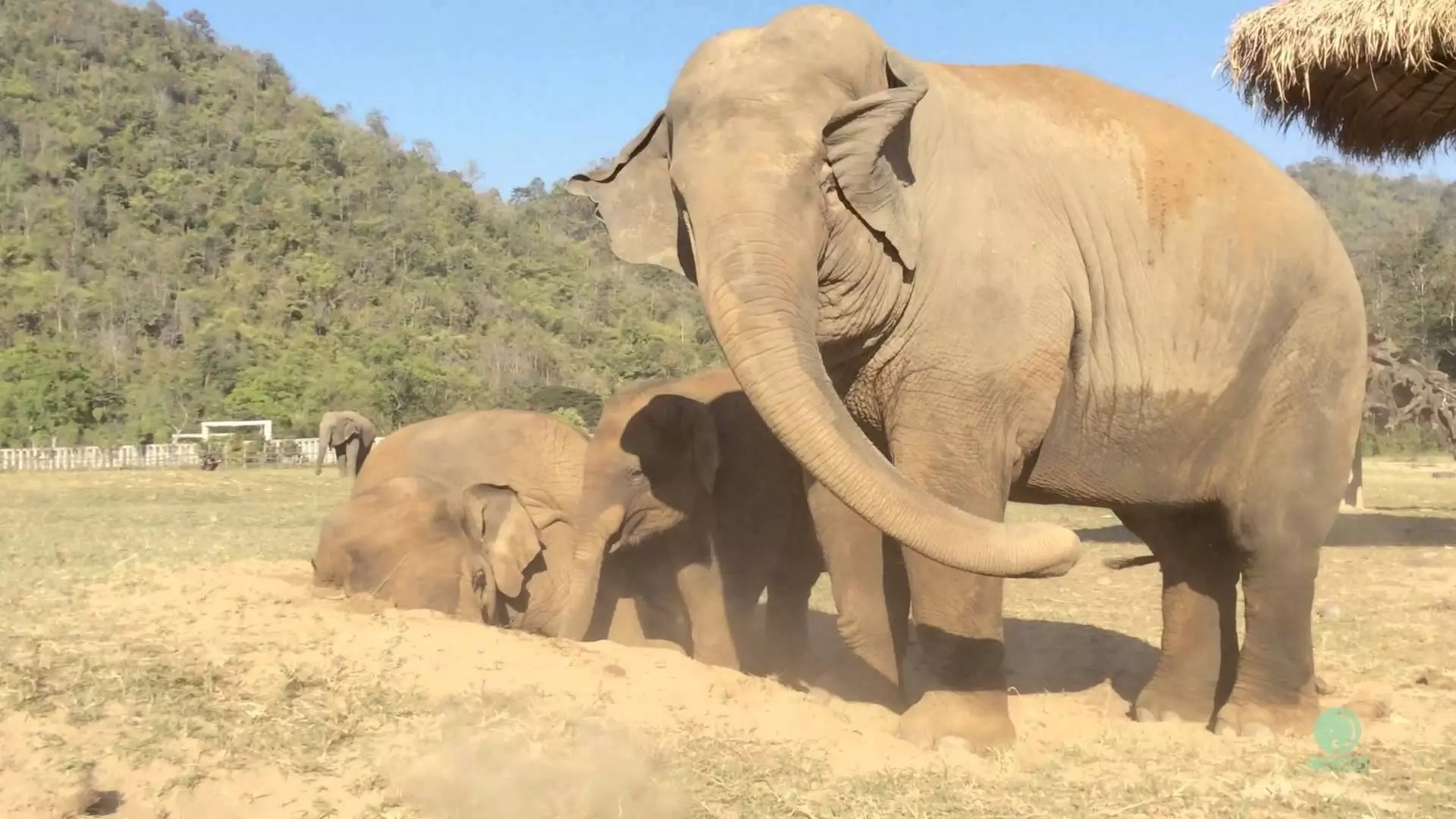 Elephant Accidentally Farts In Public, And That Was The VERY Beginning Of The Story Elephant Accidentally Farts In Public, And That Was The VERY Beginning Of The Story