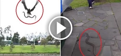 Is this some kind of hawk-snake special airborne forces?