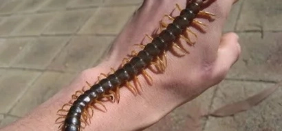 A scientist was in Thailand for honeymoon; what he discovered there will send shivers down your spine