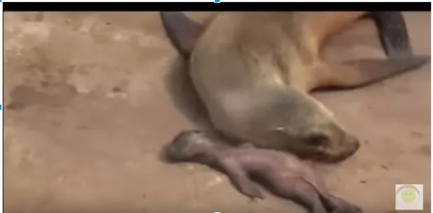 Sobrang nakakaawa. Ang pagtangis ng isang inang sea lion sa kaniyang anak. Sobrang nakakaawa. Ang pagtangis ng isang inang sea lion sa kaniyang anak.