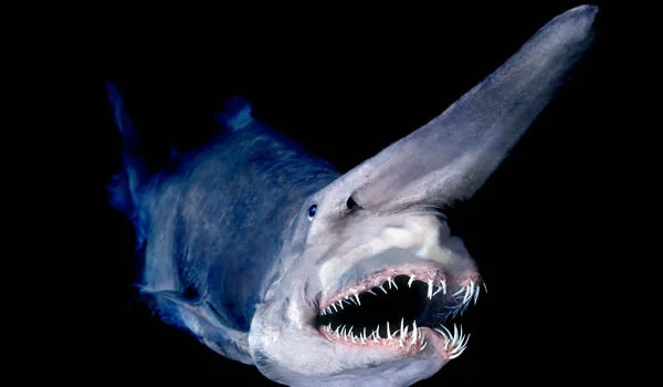 8 unbelievable sea monsters which live in deep-waters 8 unbelievable sea monsters which live in deep-waters