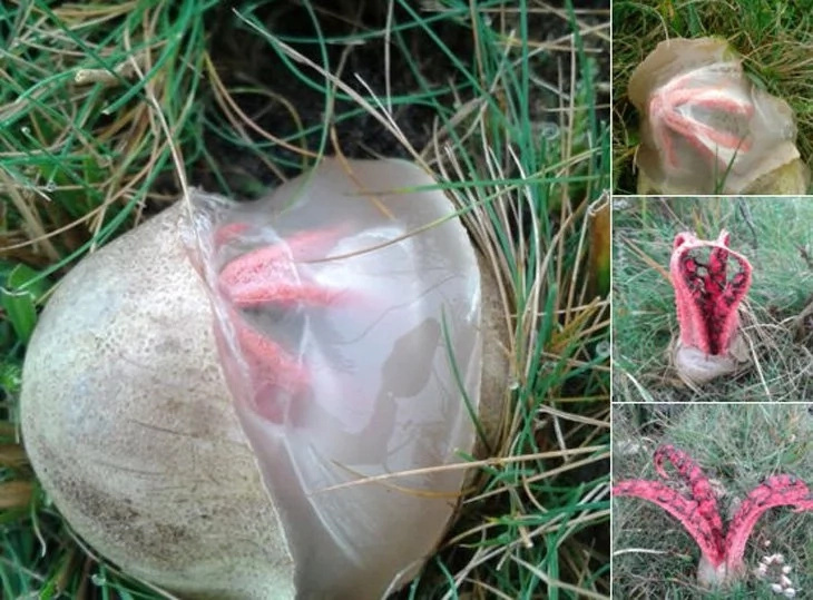A strange egg was knocking around on the grass. Just take a look what pipped out of it! A strange egg was knocking around on the grass. Just take a look what pipped out of it!