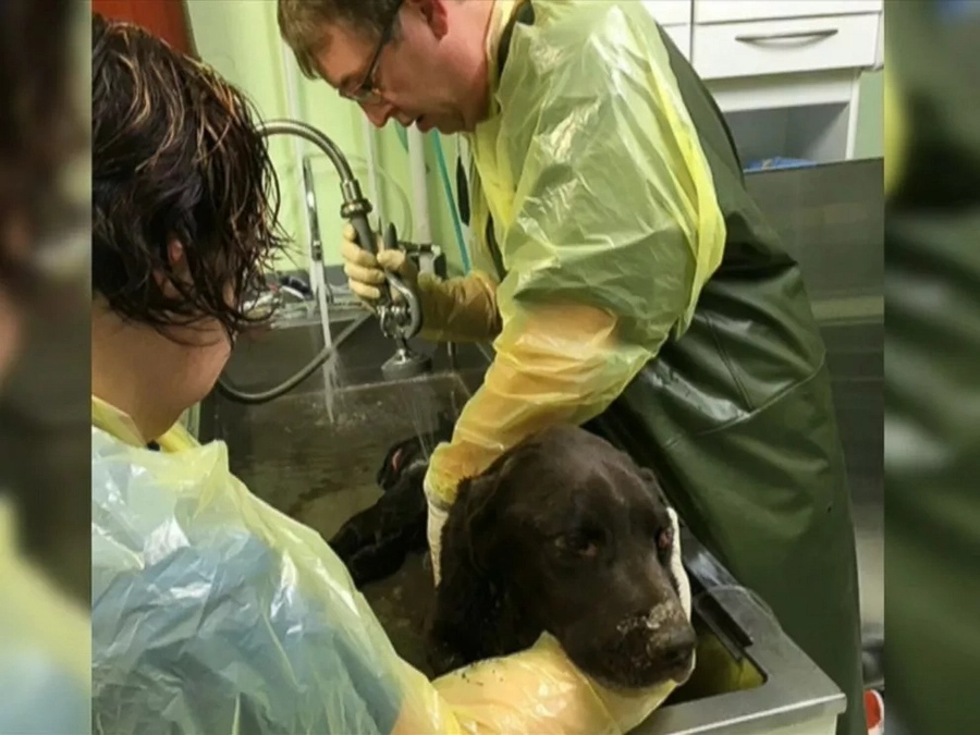 Dog Falls In A Well And Is Trapped There For An Entire Month. Finally, Rescuers Find Him Alive Dog Falls In A Well And Is Trapped There For An Entire Month. Finally, Rescuers Find Him Alive