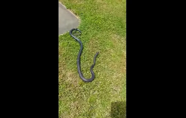 snake snake