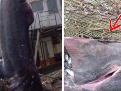 Fishermen were catching fish and enjoying their cozy lives. Then they spotted something big and pinkish in their fishing net! (video)