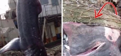 Fishermen were catching fish and enjoying their cozy lives. Then they spotted something big and pinkish in their fishing net! (video)