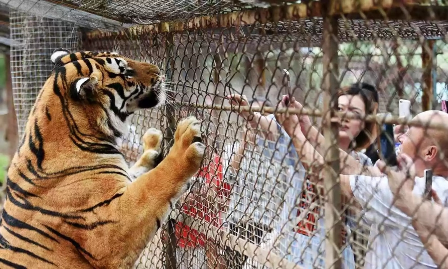 Siberian Tigers kill one, wounds another in Chinese park Siberian Tigers kill one, wounds another in Chinese park