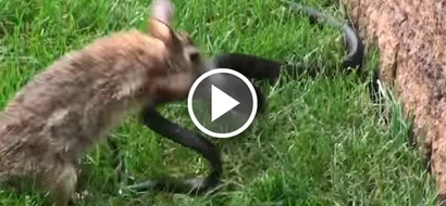 Epic moment rabbit mom goes berserk on snake that attacked her little babies