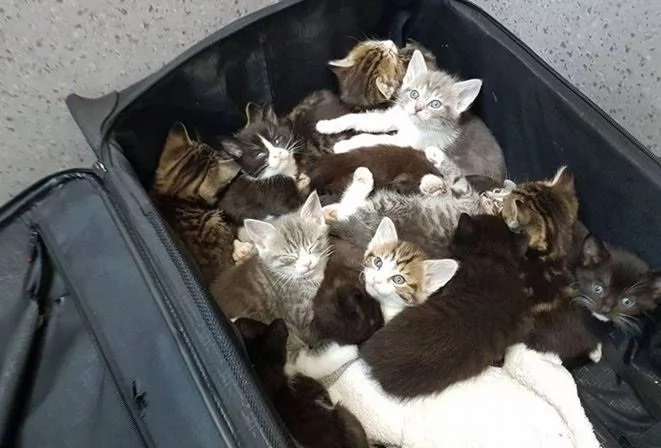 15 kittens in the suitcase they were found in 15 kittens in the suitcase they were found in