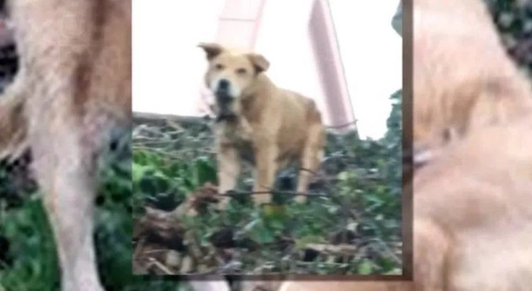 Rescued Dog Rescued Dog