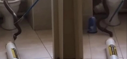 Snake Catcher Vs Venomous Giant Cobra In Africa