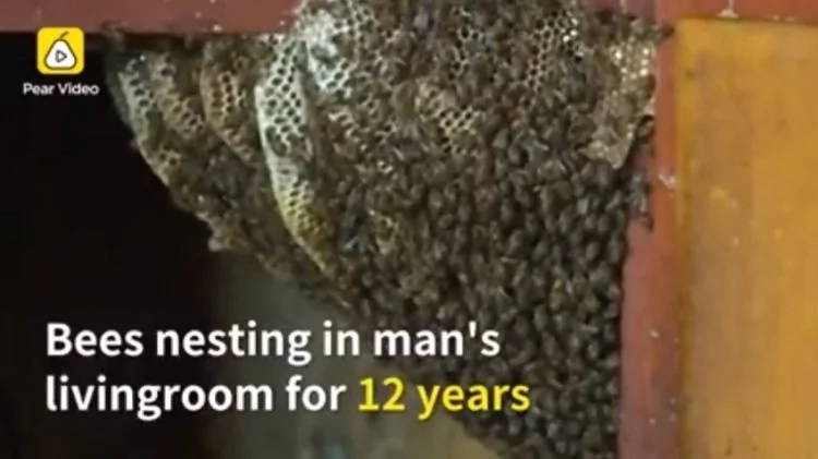 Meet the family which has been living with an open beehive in their living room for 12 years Meet the family which has been living with an open beehive in their living room for 12 years