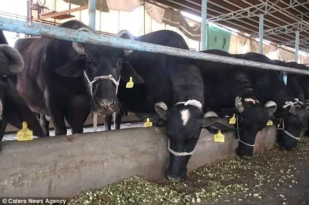 Conjoined buffalo twins? A miraculous 2-headed buffalo calf has been born Conjoined buffalo twins? A miraculous 2-headed buffalo calf has been born