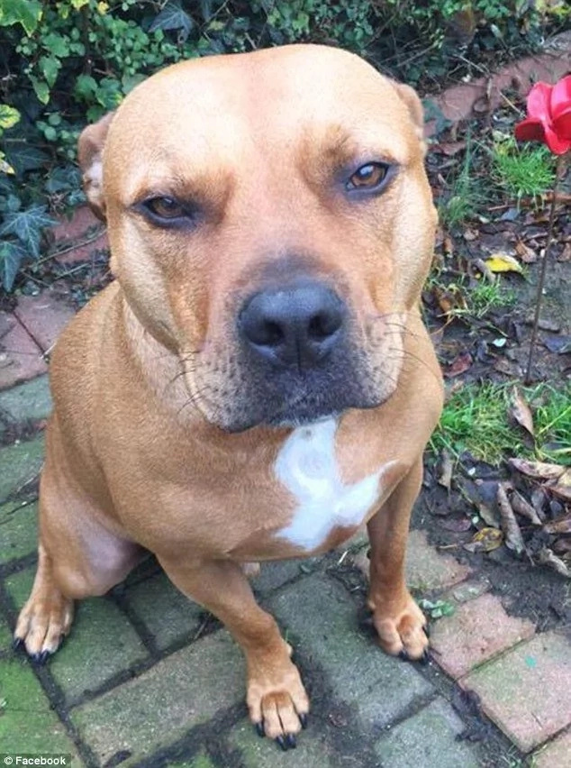 Policewoman's Bull Terrier Kills a Baby and Mauls His Toddler Brother Policewoman's Bull Terrier Kills a Baby and Mauls His Toddler Brother