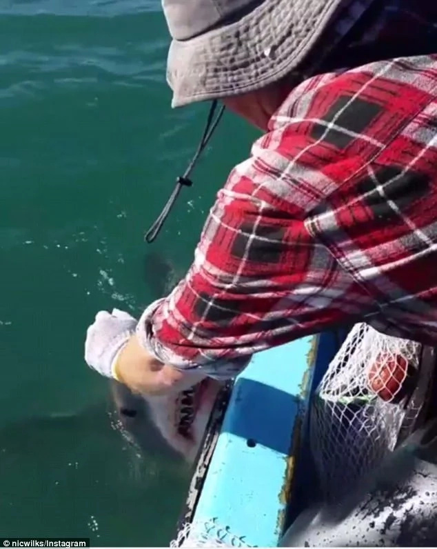 great-white-shark-attacks-fisherman great-white-shark-attacks-fisherman