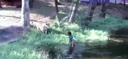 Drunk Asian Attempts to High Five a Lion After Entering Enclosure, But...
